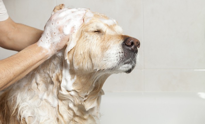 bathing a dog